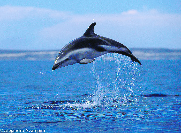 Delfin saltando en Puerto Piramides