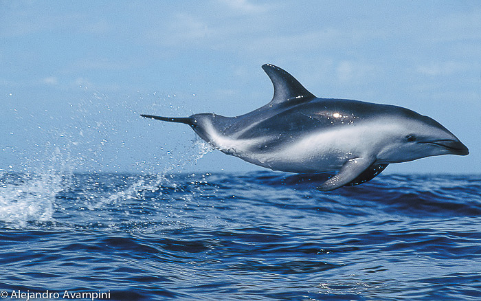 Dusky dolphin in Valdes Peninsula Argentine Patagonia