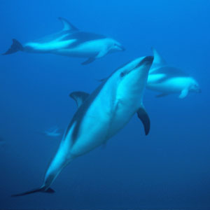Dolphin sightings in Valdes Peninsula - Argentine Patagonia