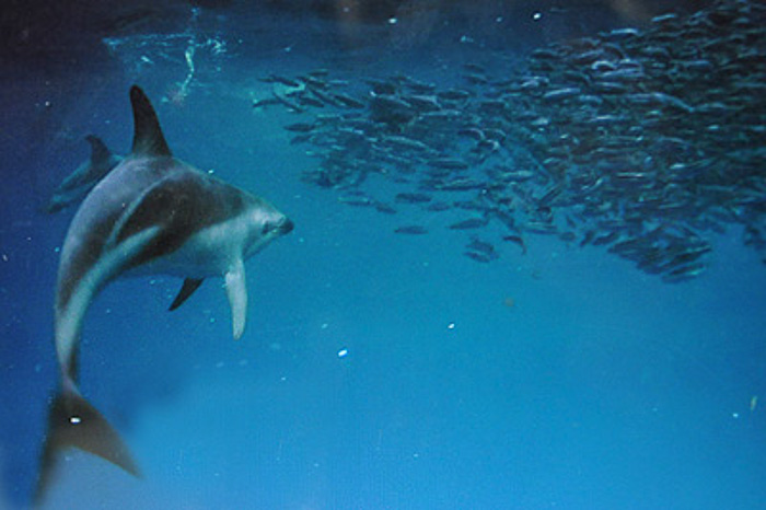 Dolphin feeding Valdes Peninsula 