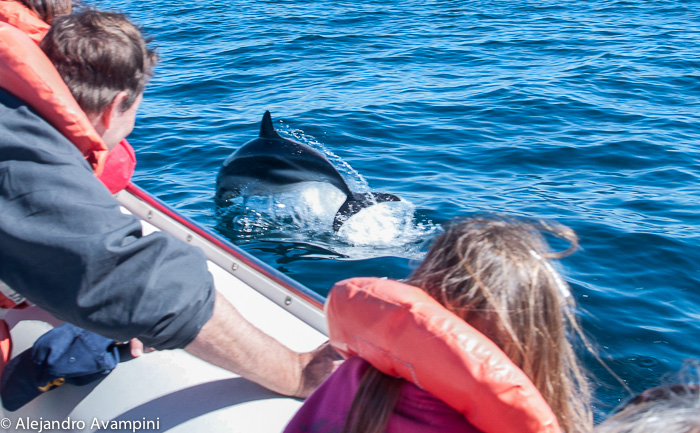 Dolphin feeding Valdes Peninsula - Argentine Patagonia