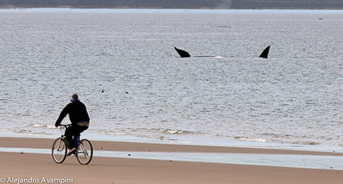 Ballenas y Mountainbike en El Doradillo - Puerto Madryn 