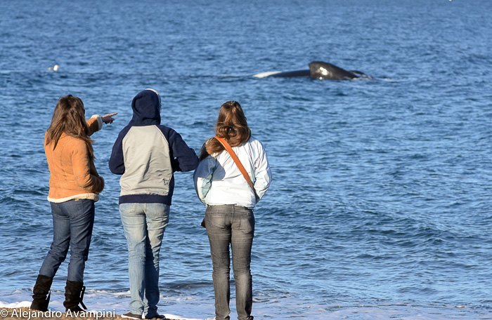 El Doradillo Ballenas Puerto Madryn Peninsula Valdes 