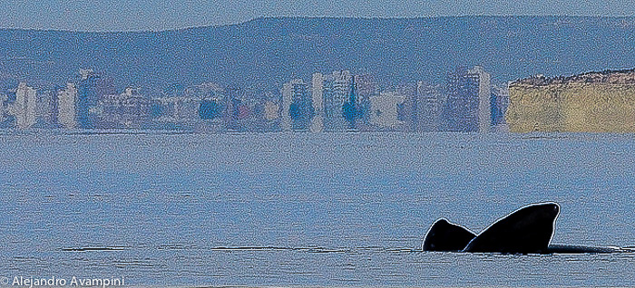 Puerto Madryn Doradillo ballenas Peninsula Valdes Patagonia Argentina