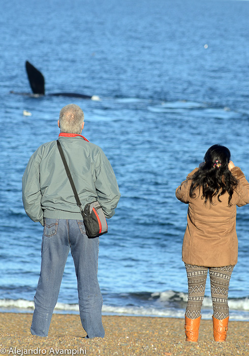 El Doradillo Ballenas Puerto Madryn Peninsula Valdes