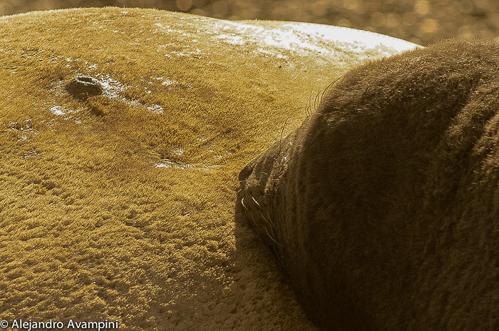 Seal elephant in Peninsula Valdes