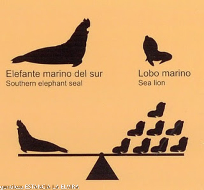 elephant seals vs sea lions peninsula valdes