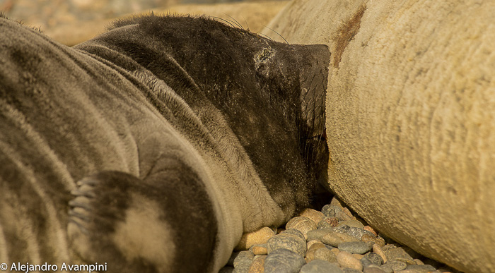Seal elephant in Peninsula Valdes Argentine Patagonia