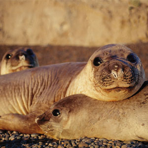 Elephant seals - Península Valdes - Argentine Patagonia