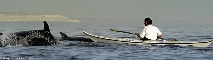 Kleine Schwertwal in der Bucht von Halbinsel Valdes