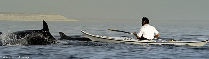 Un vecino de Puerto Pirámides viviendo la experiencia con las falsas orcas