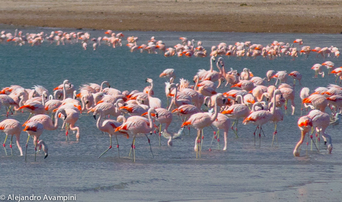 Flamencos en la Isla de los pájaros - Peninsula Valdes