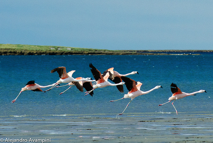 Flamencos en Isla de los Pajaros, Peninsula Valdes