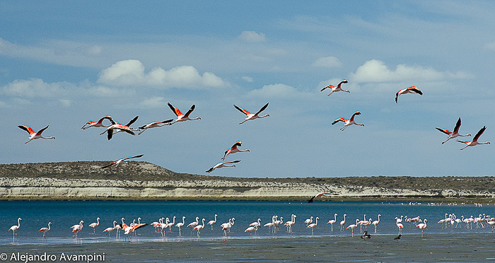 Flamencos en la Isla de los pájaros - Peninsula Valdes