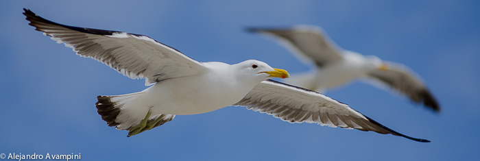 Gaviotas volando en las aguas de Península Valdés