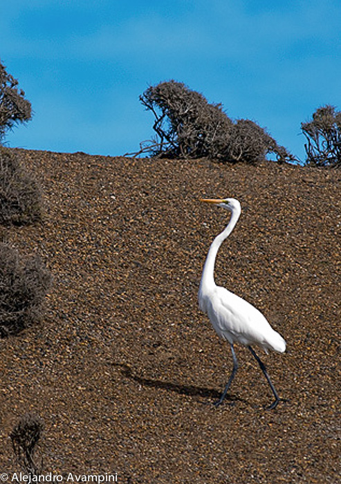 GREAT EGRET - Peninsula Valdes -