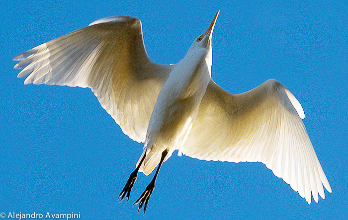 GREAT EGRET - Peninsula Valdes