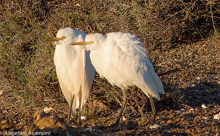 GREAT EGRET - Peninsula Valdes 