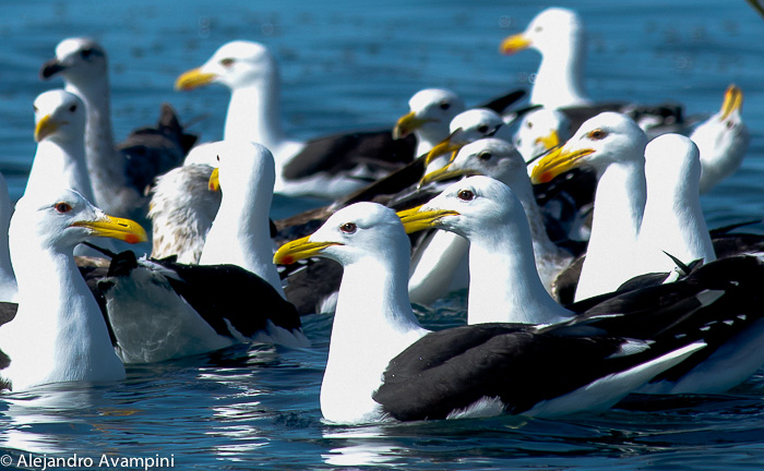 Gaviota Cocinera - Peninsula Valdes