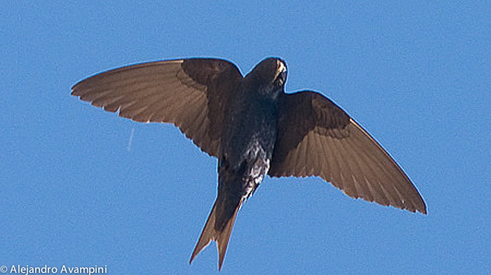 Golondrina Negra - Ave de Peninsula Valdes 