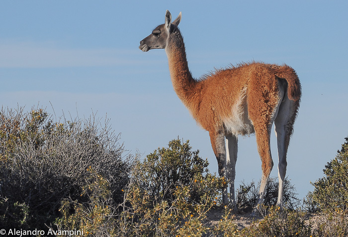 Guanaco en Peninsula Valdes