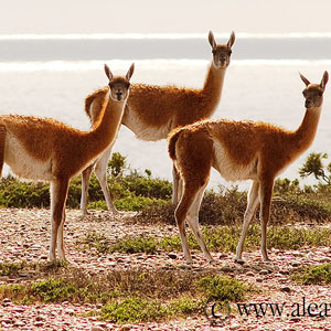 El Guanaco, en Península Valdés y Patagonia