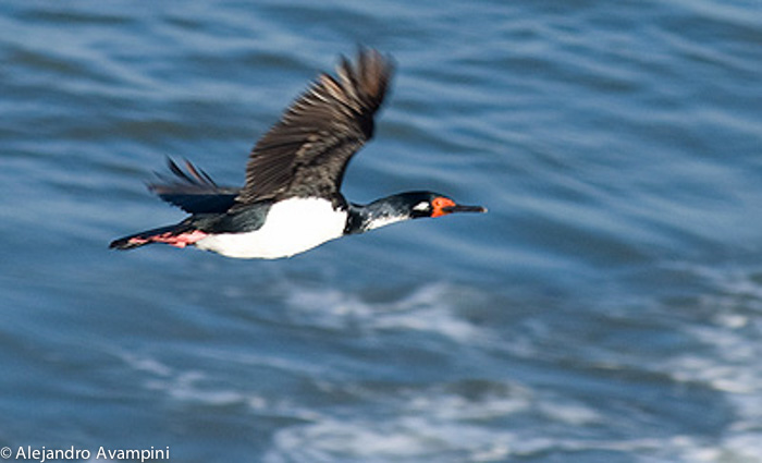 cormoran Roquero peninsula valdes