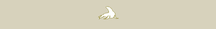 Sea lions peninsula valdes