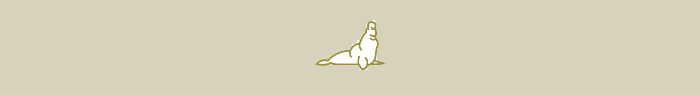 elephant seal peninsula valdes argentine patagonia