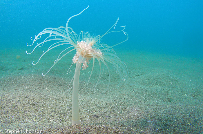 Invertebrados en Peninsula Valdes - Fotos Stephen Jhonson