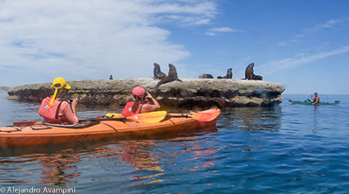 Kayak en Peninsula Valdes -  Canoe sea lions colony