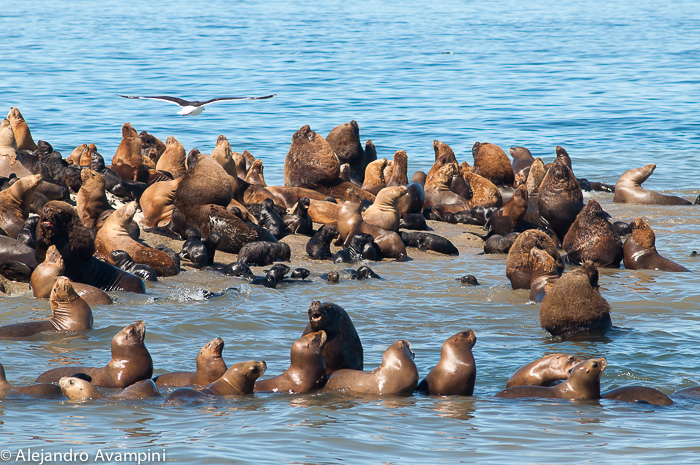 Sea lions tours adventure Puerto Piramides 