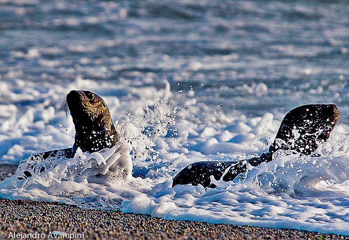 Lobitos marinos en la rompiente en Punta Norte - Península Valdés