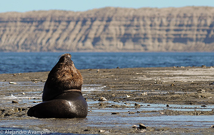 Lobo marino de un pelo en Punta Piramide