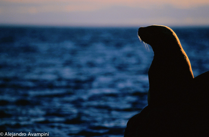 Lobo marino de un pelo en una lobería de Puerto Madryn