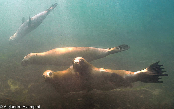  snorkeling with sea lions in Peninsula Valdes