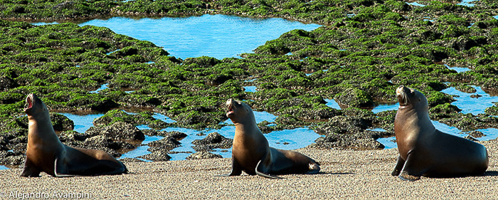 Sea lions in Orcas Season Punta Norte - Peninsula Valdes