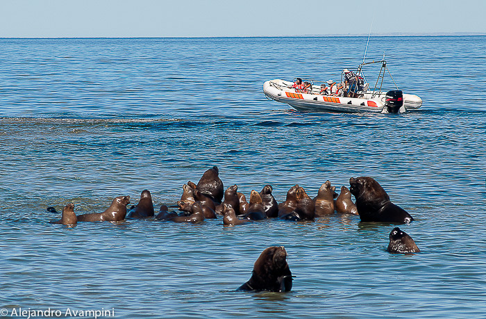 Ssea Lions Colony - Valdes Peninsula 