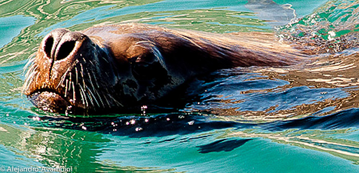 lobo marino nadando - Peninsula Valdes 