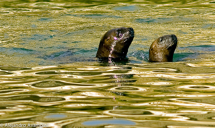 Sea Lion in Peninsula Valdes - 