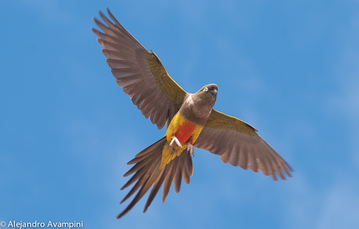 Loro Barranquero en Península Valdés