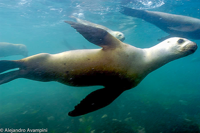scuba dive sea lion underwater peninsula valdes 