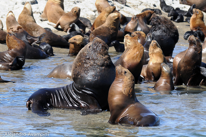 Sea lions tours adventure Puerto Piramides