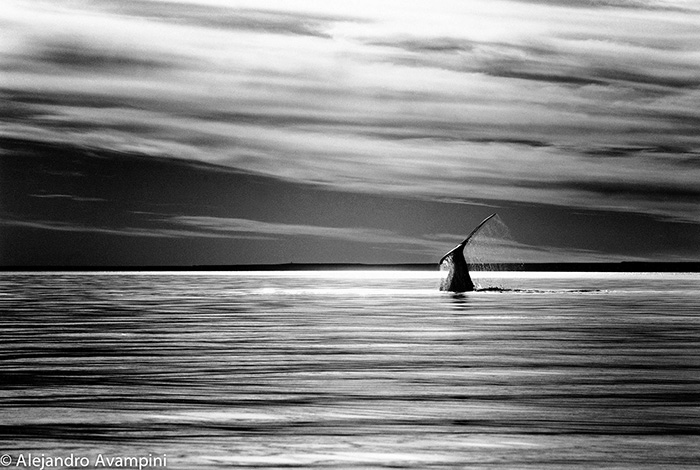 Right Whale - Whale watching Argentina 