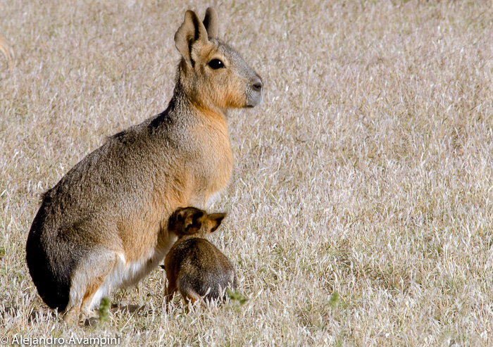 Mara Patagonica amamantando a su cria en Peninsula Valdes 