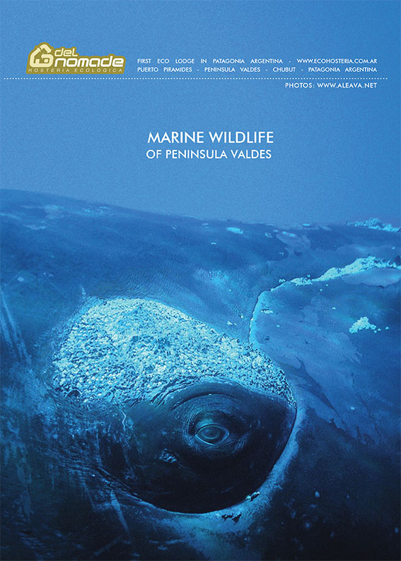 Marine Wildlife of Valdes Peninsula - PDF marine_wildlife_valdes_peninsula