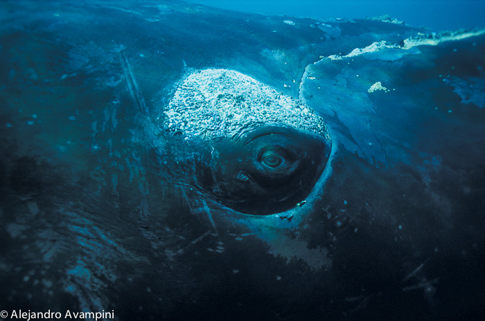 De zuidelijke Right walvis in Puerto Piramides onderwaterfotografie