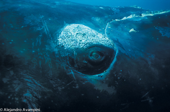 Ballena franca austral fotografía submarina en Puerto PIramides