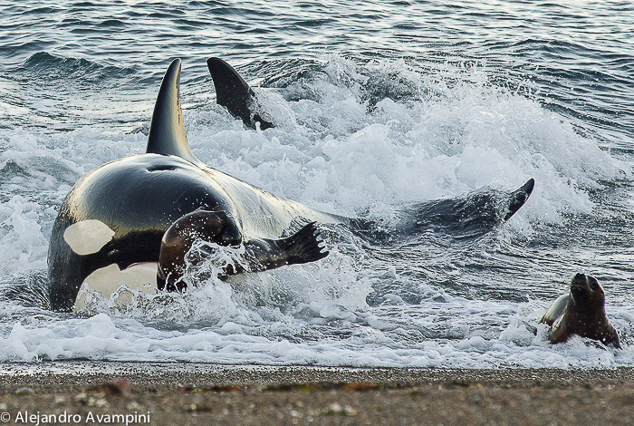 Orca attack season Punta Norte - Peninsula Valdes