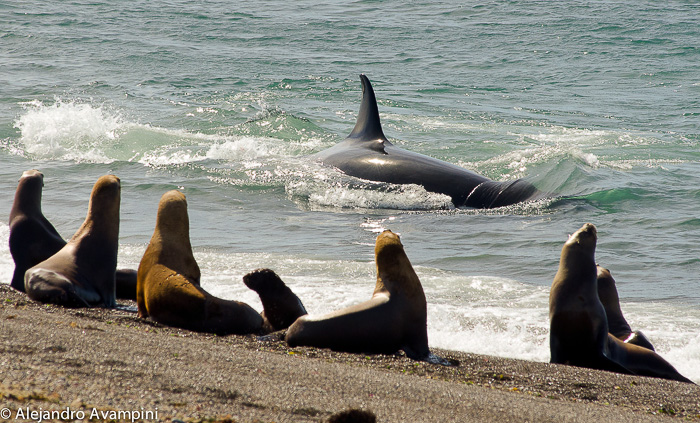 Orca attack season Punta Norte - Peninsula Valdes